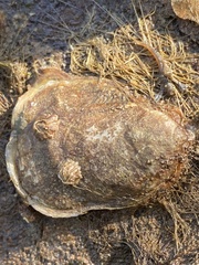 Crepidula onyx