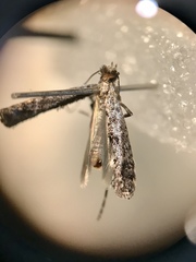 Parornix geminatella