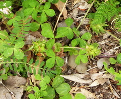 Medicago rigidula