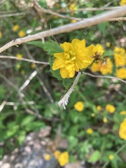 Kerria japonica