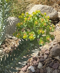 Myrsiniteae