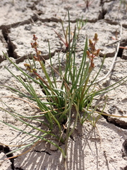 Triglochin barrelieri