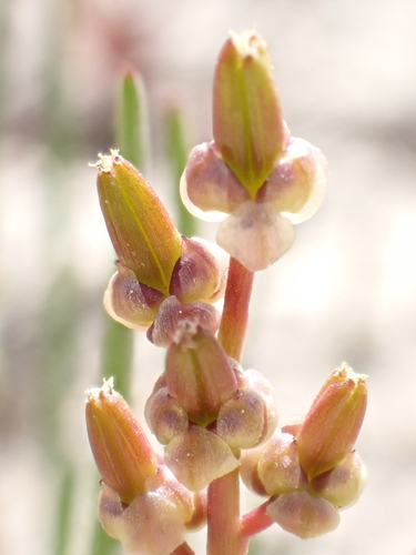 Triglochin barrelieri (Triglochin barrelieri)