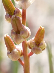 Triglochin barrelieri