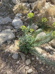 Myrsiniteae