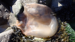 Rhizostomatoidea