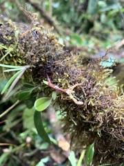Maxillaria jacquelineana