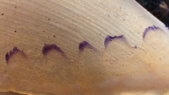 Rhizostomatoidea