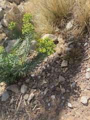 Myrsiniteae