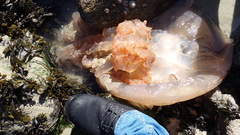 Rhizostomatoidea