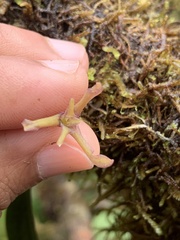 Maxillaria jacquelineana
