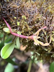 Maxillaria jacquelineana