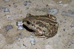 Pelobates vespertinus