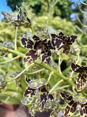 Grammatophyllum