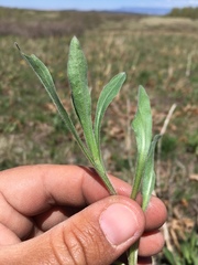 Erigeron subtrinervis