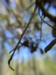 Andricus quercusfoliatus