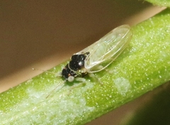 Craspedolepta gutierreziae