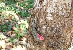 Anolis beckeri