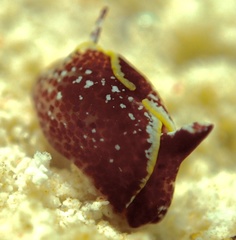 Gastropteron chacmol