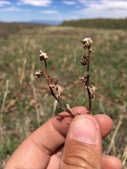 Erigeron subtrinervis