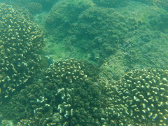 Stegastes flavilatus