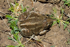 Pelobates vespertinus