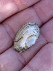 Cryptomya californica