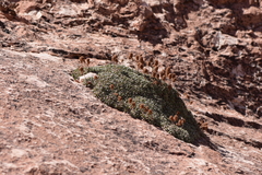 Petrophytum caespitosum