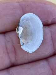 Cryptomya californica