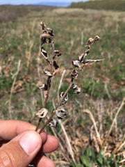 Erigeron subtrinervis