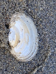 Cryptomya californica