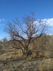 Fouquieria macdougalii