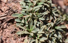 Petrophytum caespitosum