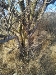 Fouquieria macdougalii