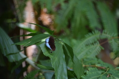 Tanaecia iapis puseda