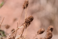 Petrophytum caespitosum