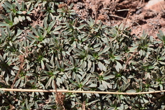 Petrophytum caespitosum