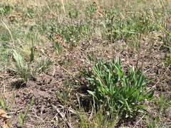 Erigeron subtrinervis