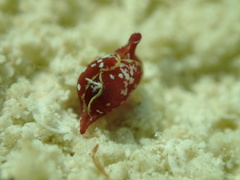 Gastropteron chacmol