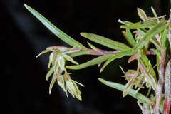 Epidendrum ramosum image