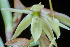 Epidendrum ramosum image