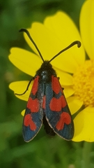 Zygaena graslini