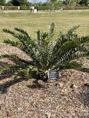 Encephalartos arenarius