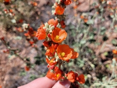 Sphaeralcea parvifolia