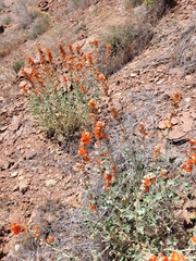 Sphaeralcea parvifolia