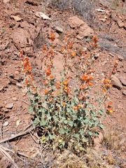 Sphaeralcea parvifolia