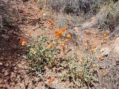 Sphaeralcea parvifolia