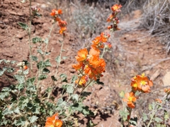 Sphaeralcea parvifolia