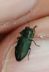 Meliboeus amethystinus