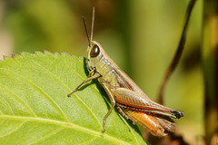 Amblytropidia australis